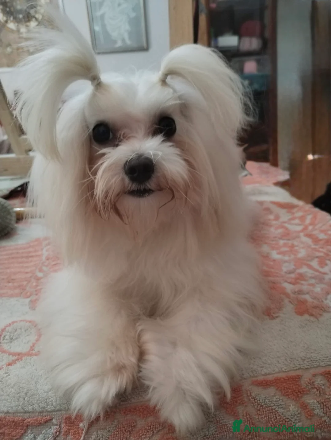 Maltese cani per accoppiamento: Cerco maschietto per Maltesina  a Città metropolitana di Roma Capitale - Annuncio 1