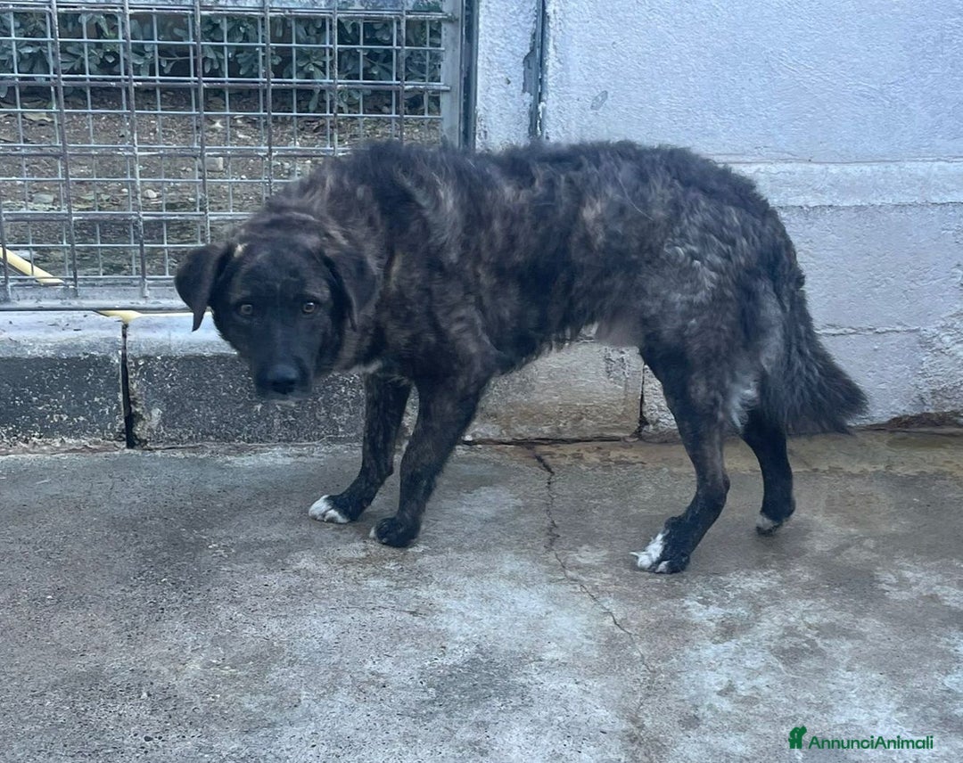 Meticcio cani in regalo: Miller - Annuncio 1