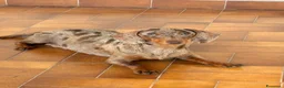 Bassotto cani in vendita: Bassotto - Annuncio 1