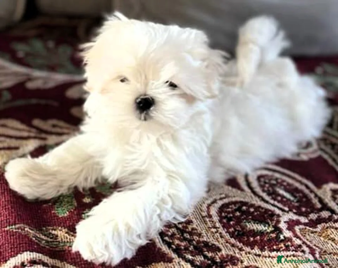 Immagine della galleria {{count}}