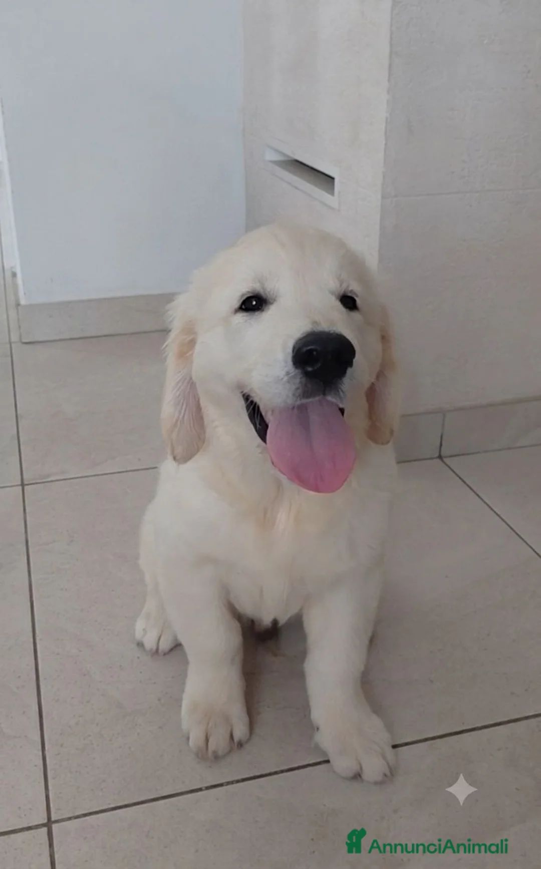 Golden Retriever cani in vendita: Cucciolo Golden Retriever  - Annuncio 2