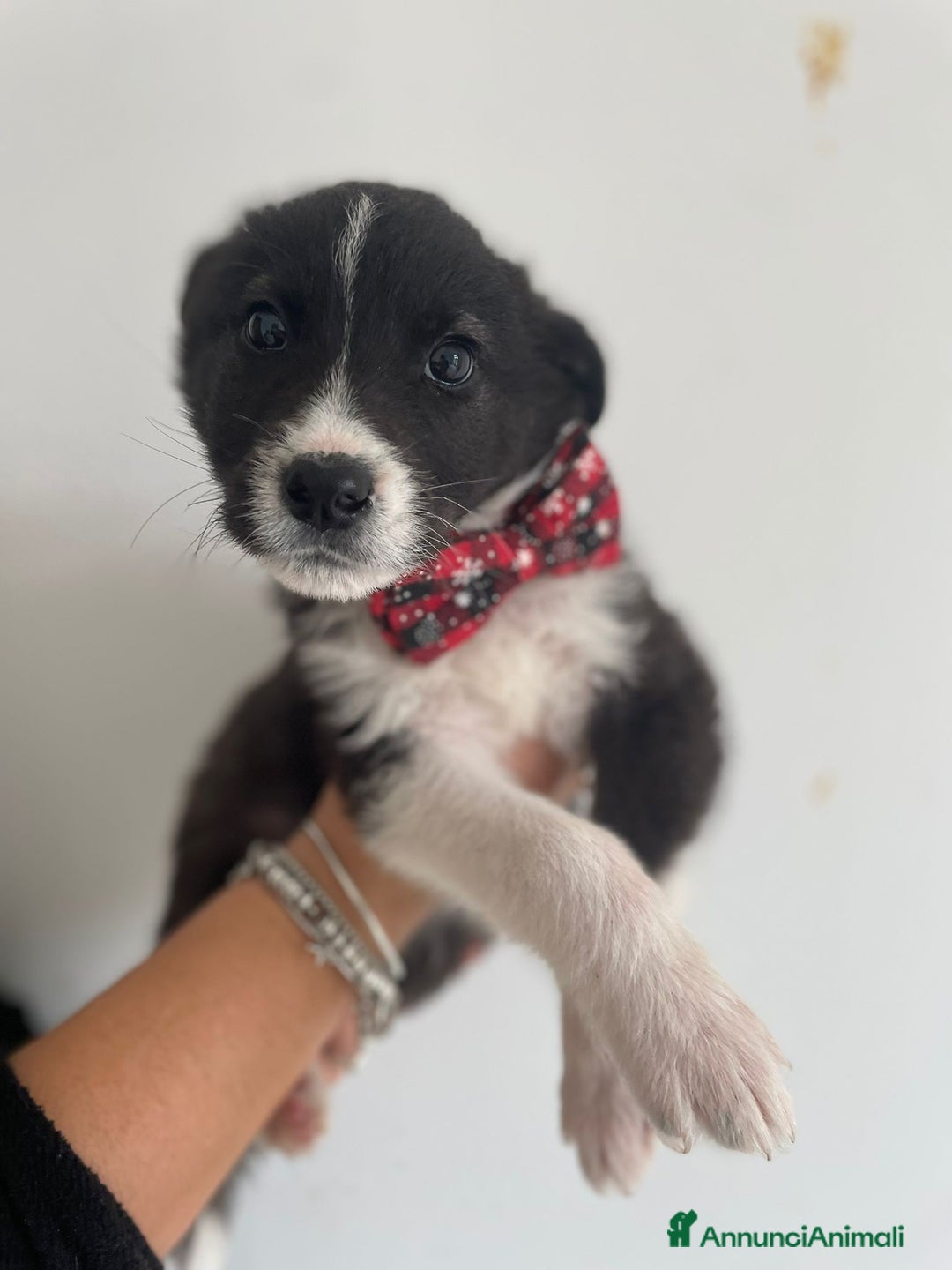 Meticcio cani in regalo: 4 SPLENDIDI CUCCIOLI - Annuncio 6