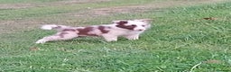 Border Collie cani in vendita: Border collie - Annuncio 6