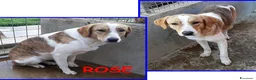 Meticcio cani in regalo: ROSE dolce patatina - Annuncio 1