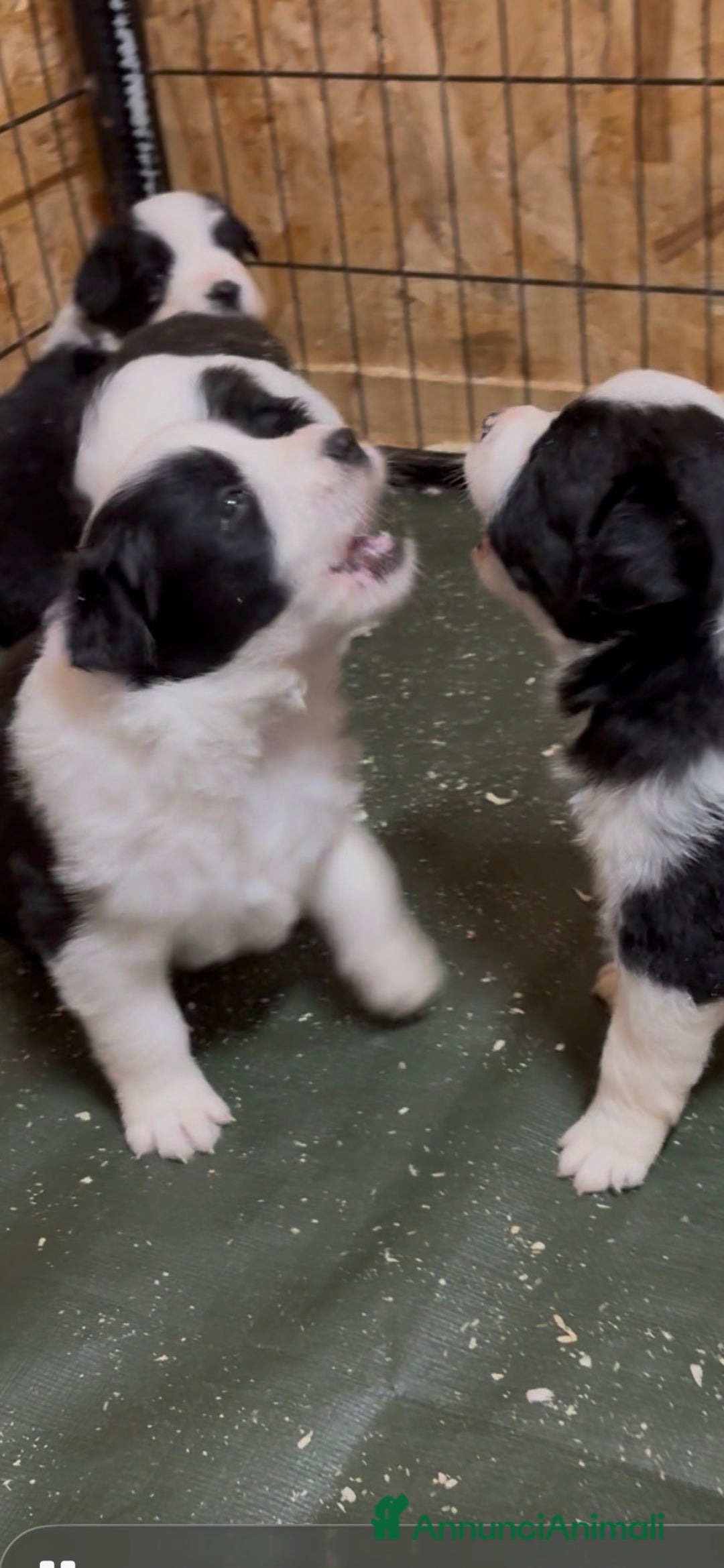 Border Collie cani in vendita: Border collie allevamento BELVERDE  - Annuncio 6