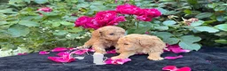 Barboncino Toy cani in vendita: Barboncino Toy – TreQuartidiLuna - Annuncio 6