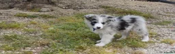 Border Collie cani in vendita: Cuccioli di border collie ( bordercollie) - Annuncio 7