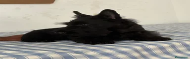 Scottish Terrier 1