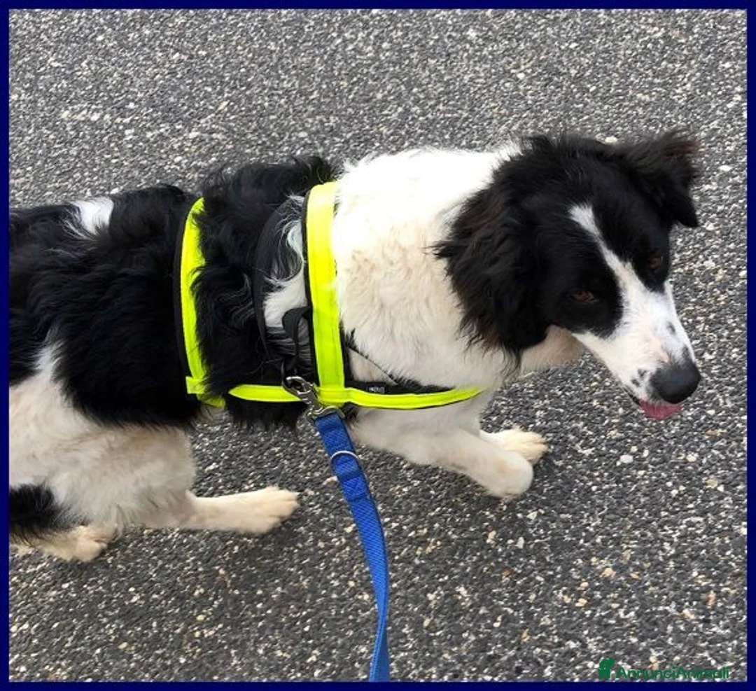 Meticcio cani in regalo: PETRUX giocherellone tg mediogrande - Annuncio 2