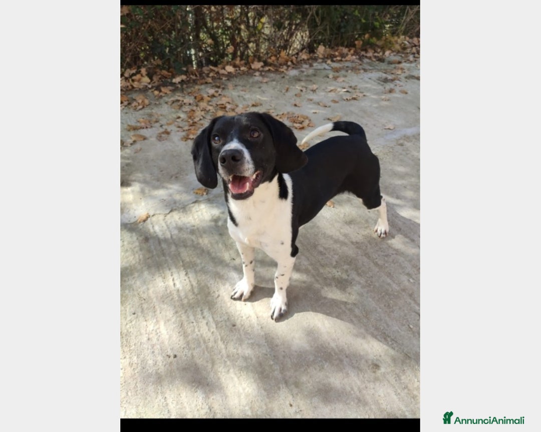 Meticcio cani in regalo: 1anno 9kg abbandonato, in canile SICILIA a Milano - Annuncio 1