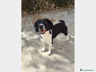 Meticcio cani 1anno 9kg abbandonato, in canile SICILIA a Milano - Annuncio 32