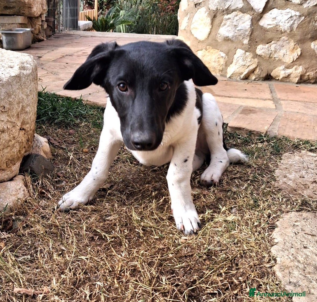 Meticcio cani in regalo: KYO e AKY - Annuncio 6