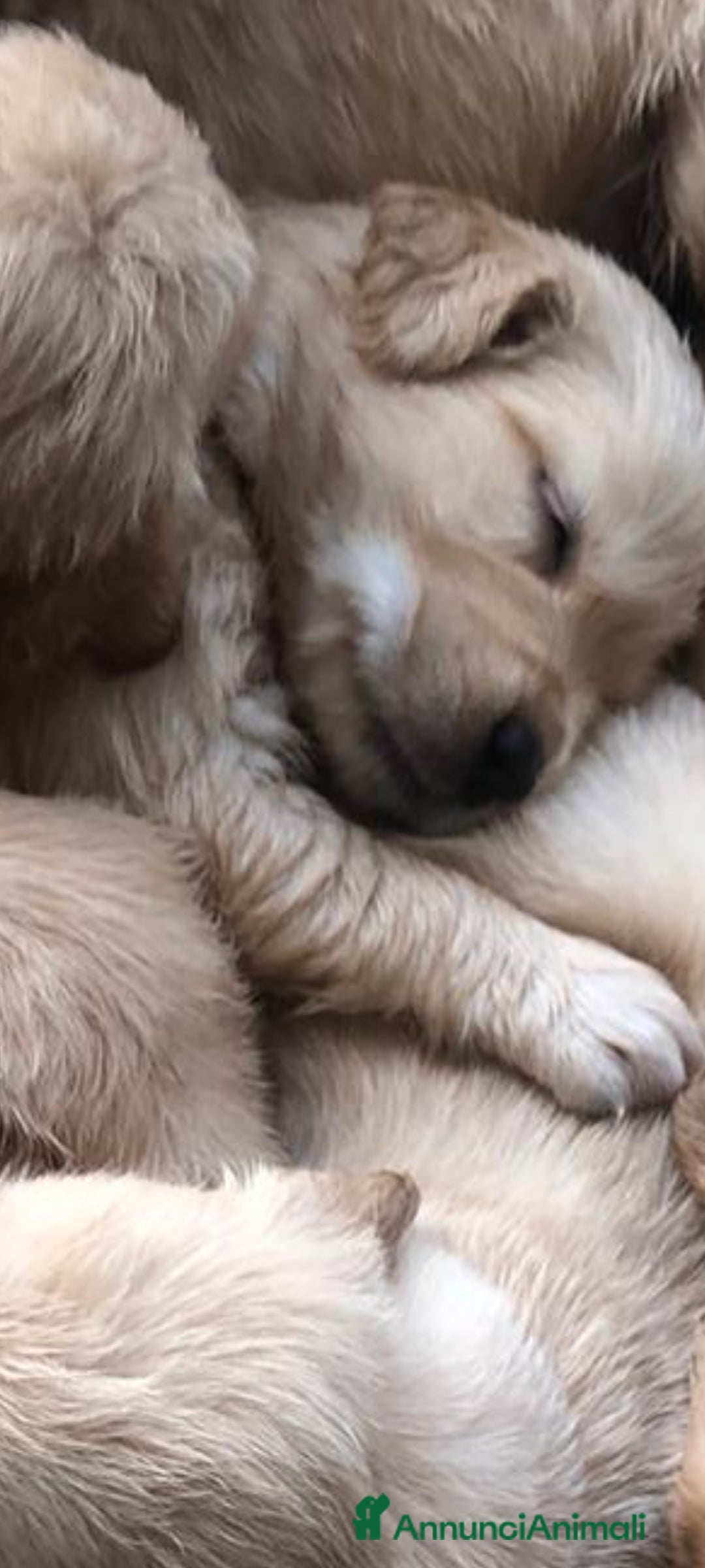 Golden Retriever cani in vendita: Cuccioli Golden angloamericani  - Annuncio 4