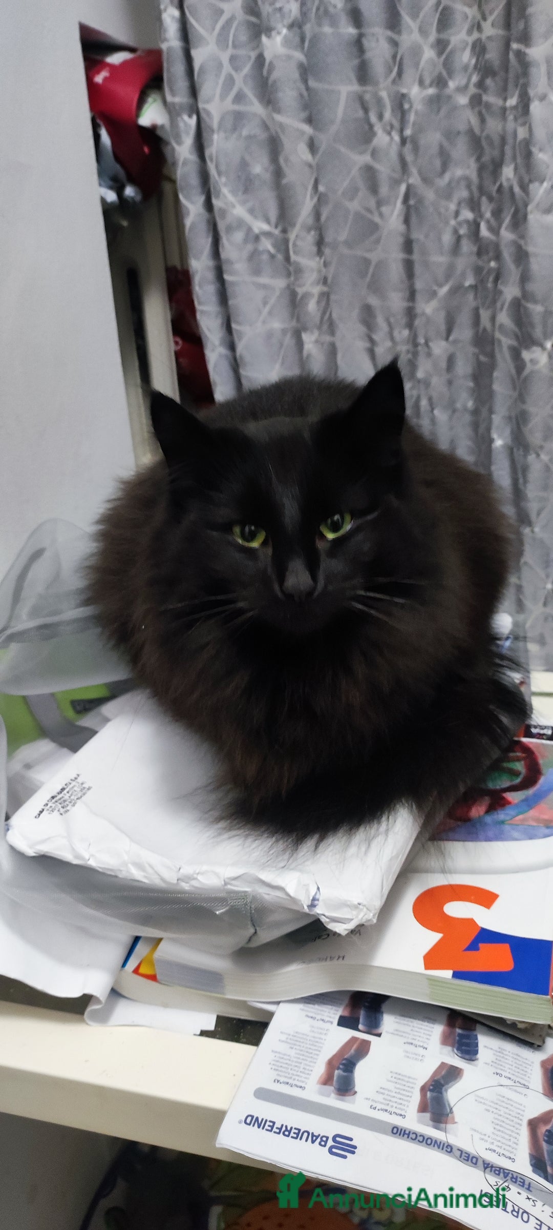 Norvegese gatti in vendita: Norvegese delle foreste  - Annuncio 3