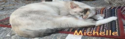 Altre razze gatti in regalo: MICHELLE PRINCIPESSA DAGLI OCCHI AZZURRI a Città metropolitana di Roma Capitale - Annuncio 3