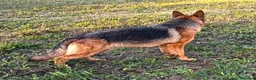 Pastore Tedesco cani in vendita: Pastori Tedeschi - Annuncio 6