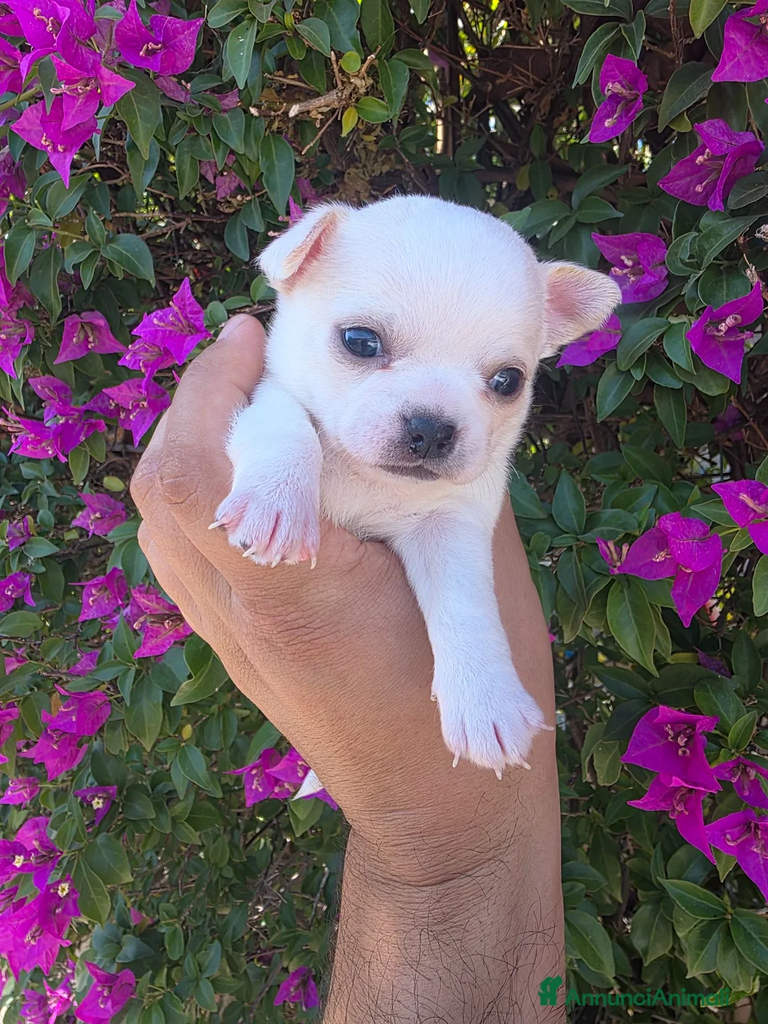 Chihuahua cani in vendita: Cuccioli di Chihuahua  a Provincia di Nuoro - Annuncio 2