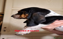 Bassethound cani in vendita: Bassethound  - Immagine 1