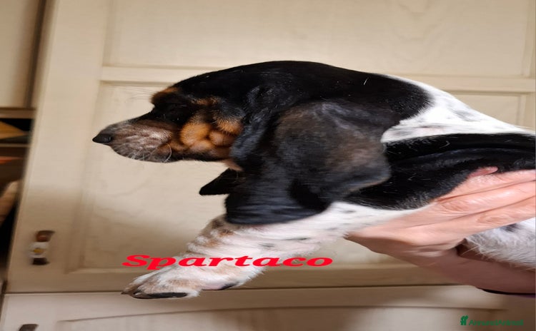 Bassethound cani - Annuncio 1