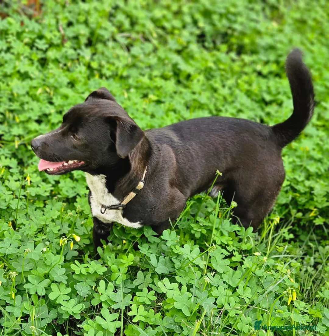 Meticcio cani in regalo: CUCCIOLO MICKY - Annuncio 5