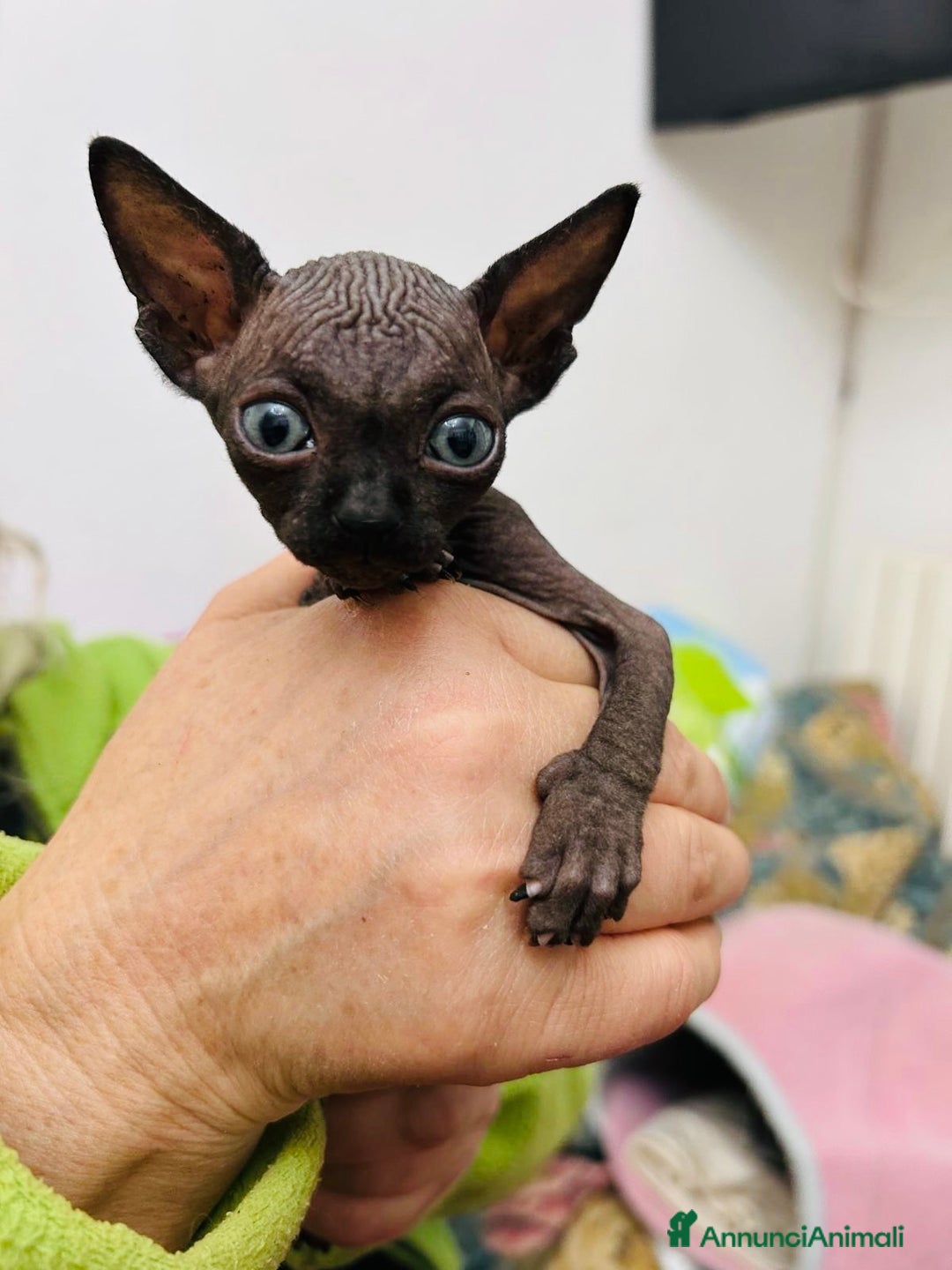 Sphynx gatti in vendita: Sphink in vendita - Annuncio 3