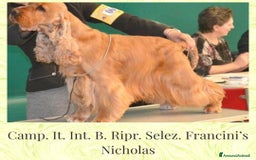 Cocker cani in vendita: Cuccioli cocker Spaniel inglese - Immagine 3