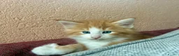 Norvegese gatti in vendita: cucciolo norvegese delle foreste - Annuncio 10