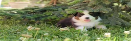 Australian Shepherd cani in vendita: Vendita cuccioli di pastore australiano Pedigree - Annuncio 2