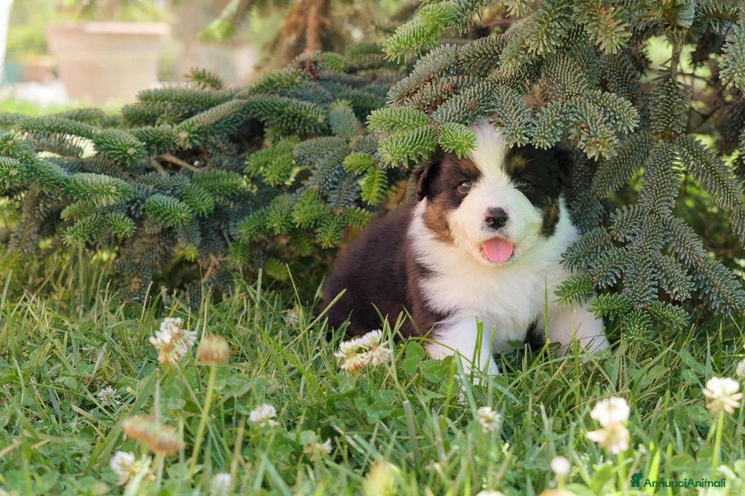 Australian Shepherd cani in vendita: Vendita cuccioli di pastore australiano Pedigree - Annuncio 2