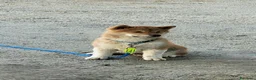 Shiba Inu cani in vendita: Cucciolo Shiba - Annuncio 5