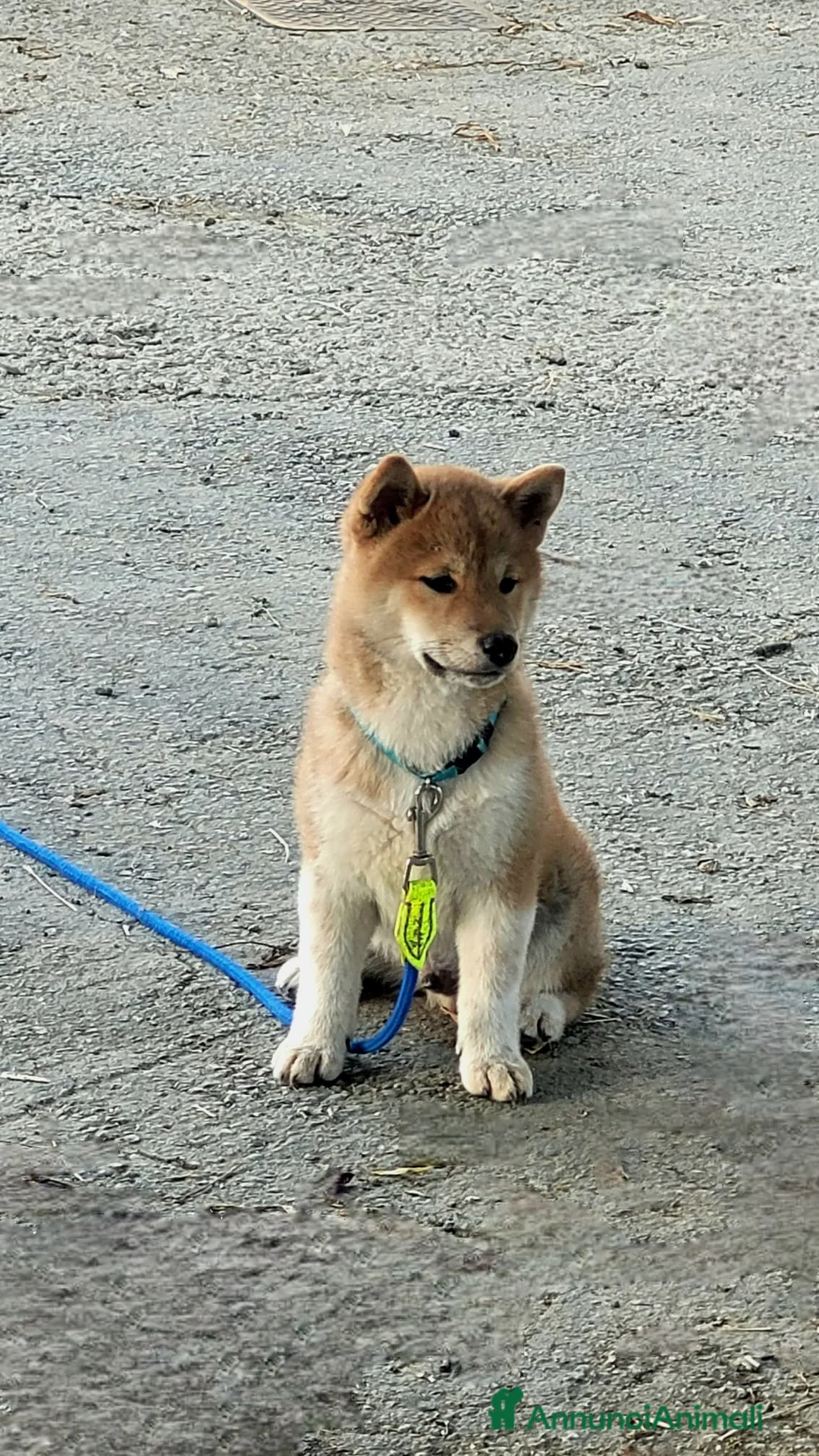 Shiba Inu cani in vendita: Cucciolo Shiba - Annuncio 5