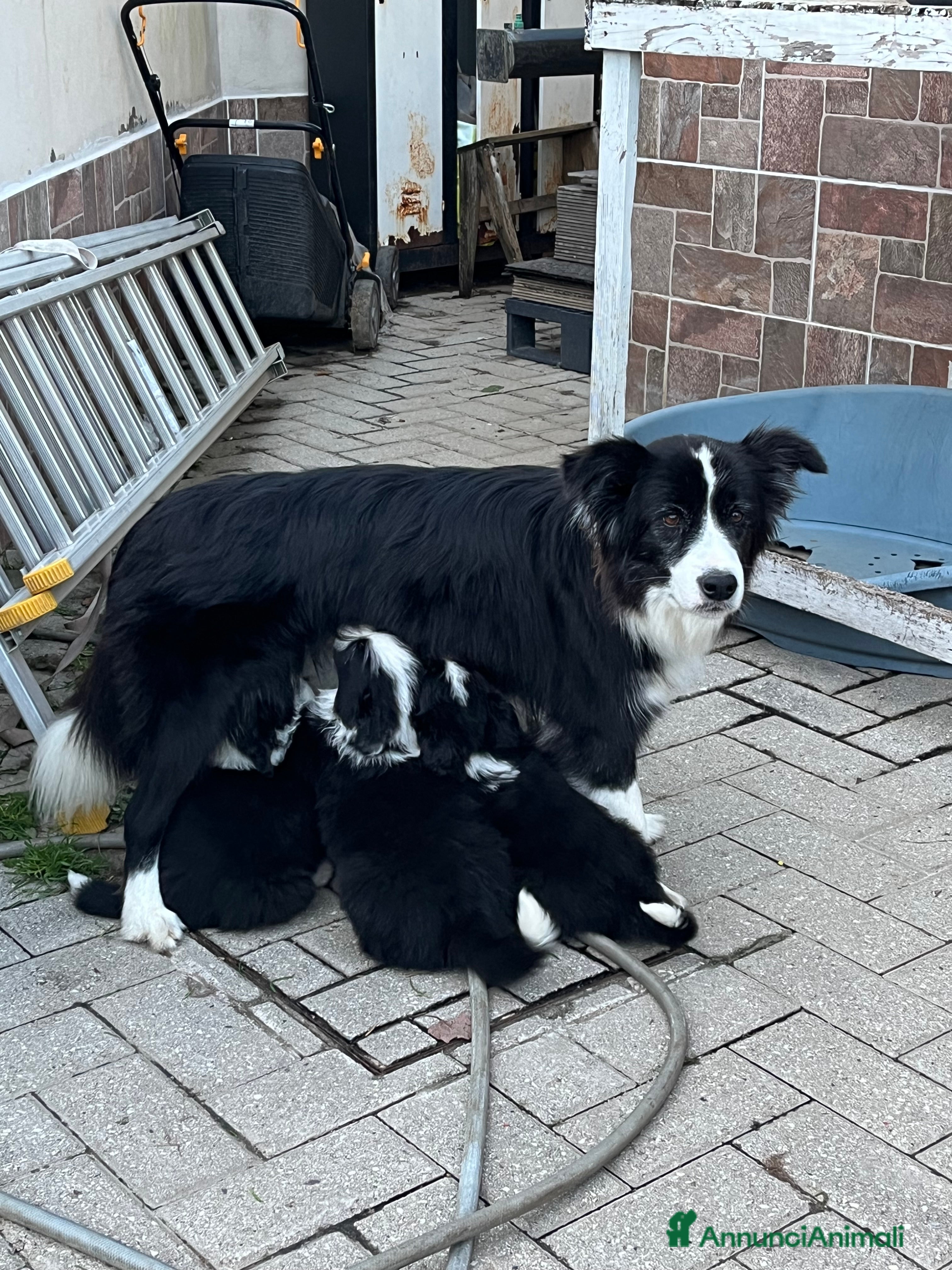 Border Collie cani Ultime 2 Cuccioline border collie  - Annuncio 1