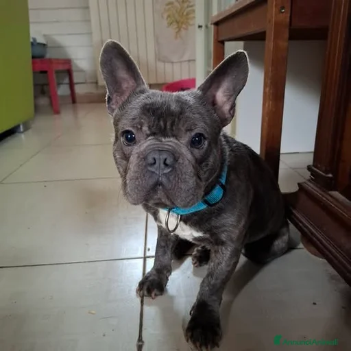 Immagine della galleria {{count}}