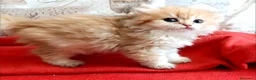 British gatti in vendita: British Golden cucciola  - Annuncio 6
