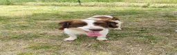 Breton cani in regalo: BACO breton di 3 anni  - Annuncio 3