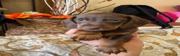 Bassotto cani in vendita: Bassotto maschio  - Annuncio 4