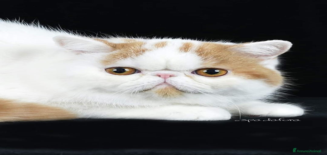 Immagine della galleria {{count}}