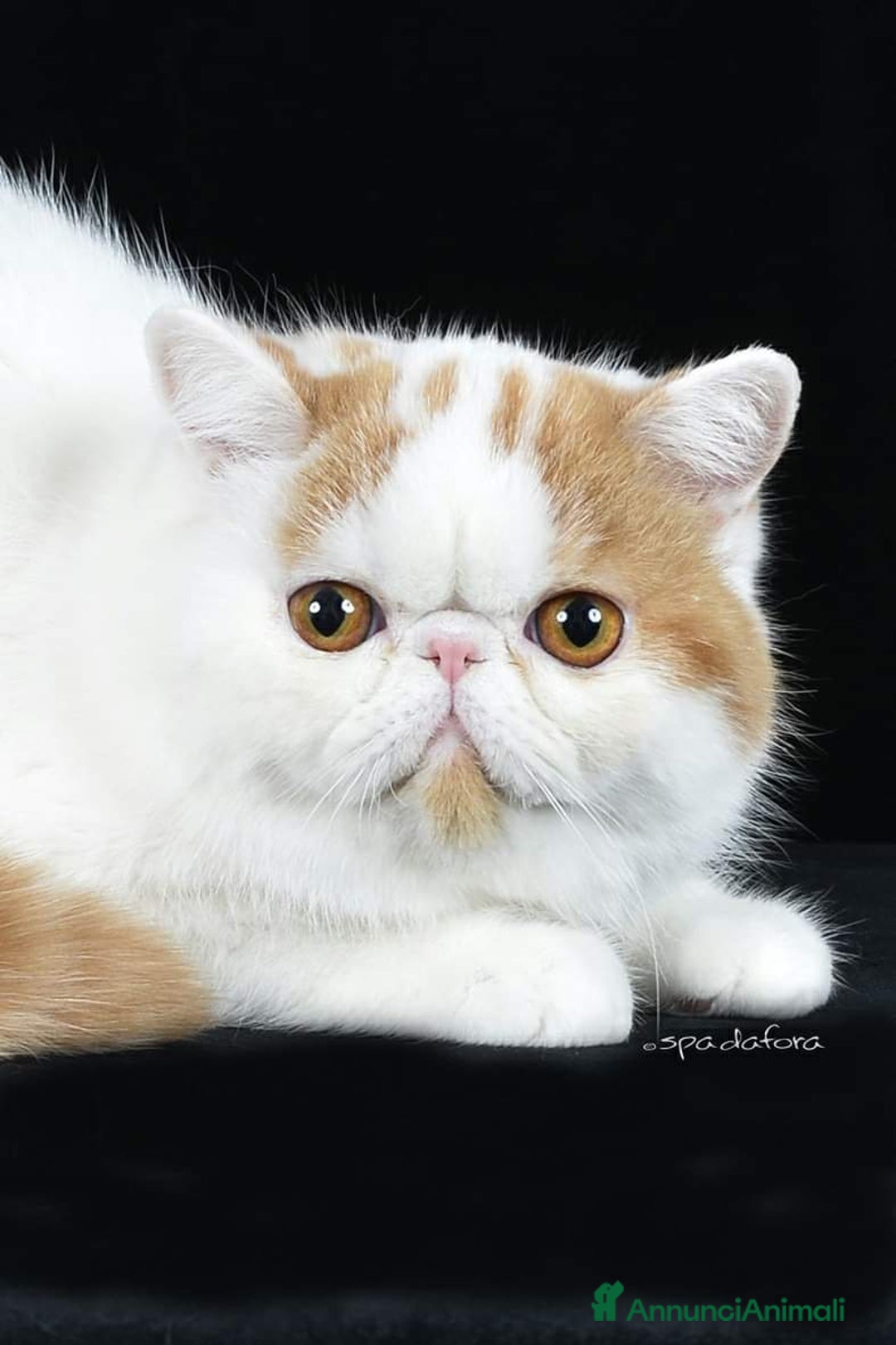 Immagine della galleria {{count}}