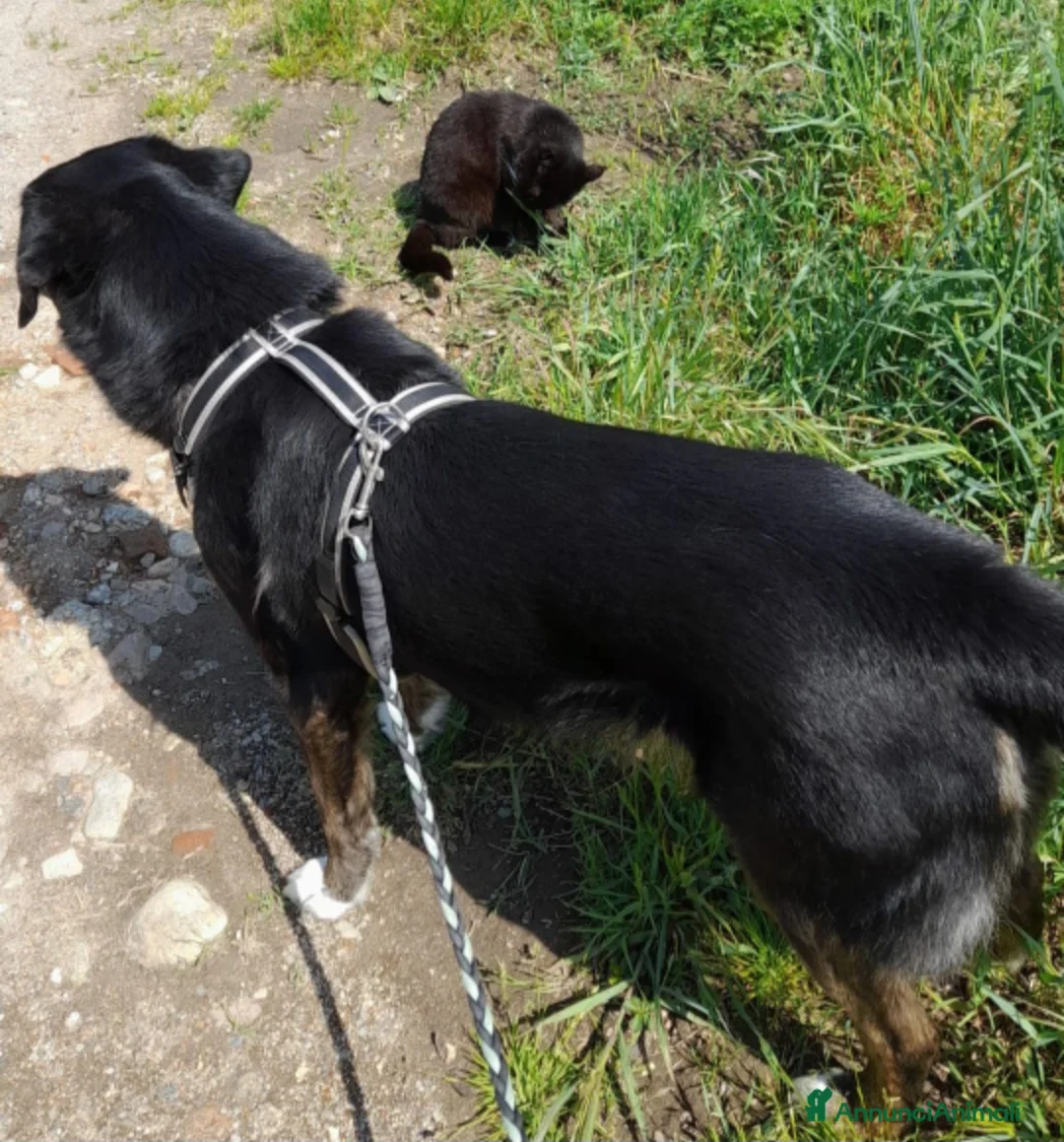 Meticcio cani in regalo: Loky 13ANNI A FINE MESE FINE STALLO! MILANO HELP - Annuncio 2
