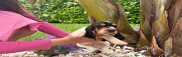 Bassethound cani in vendita: Cuccioli Bassethound - Annuncio 4