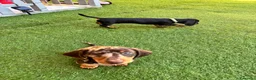 Bassotto cani in regalo: Regalo cuccioli di bassotto a Provincia di Bergamo - Annuncio 6