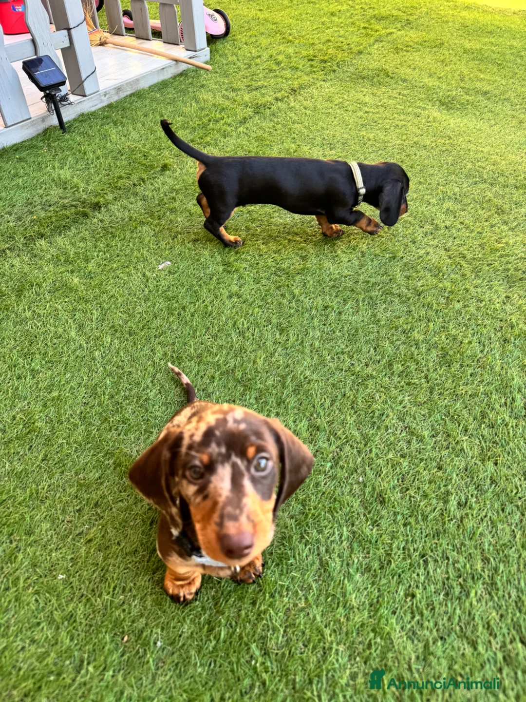 Bassotto cani in regalo: Regalo cuccioli di bassotto a Provincia di Bergamo - Annuncio 6