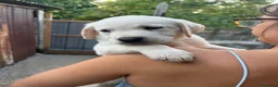 Labrador cani in vendita: Cuccioli di Labrador - Annuncio 6