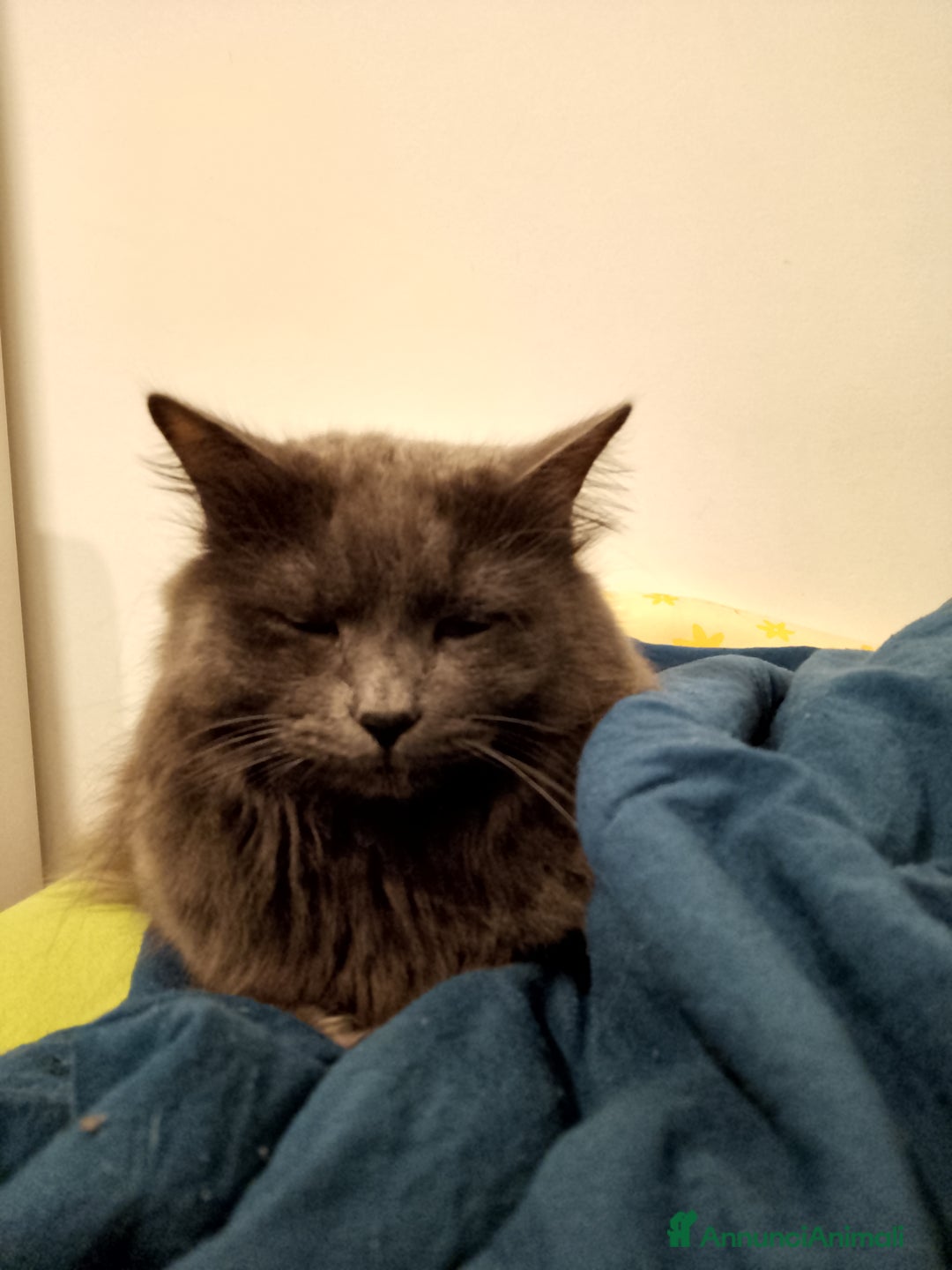 Siberiano gatti in vendita: Cuccioli gatto siberiano ipoallergenici  - Annuncio 2