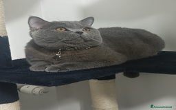 British gatti per accoppiamento: Yiko british shorthair cerca fidanzata  a Città Metropolitana di Milano - Immagine 7