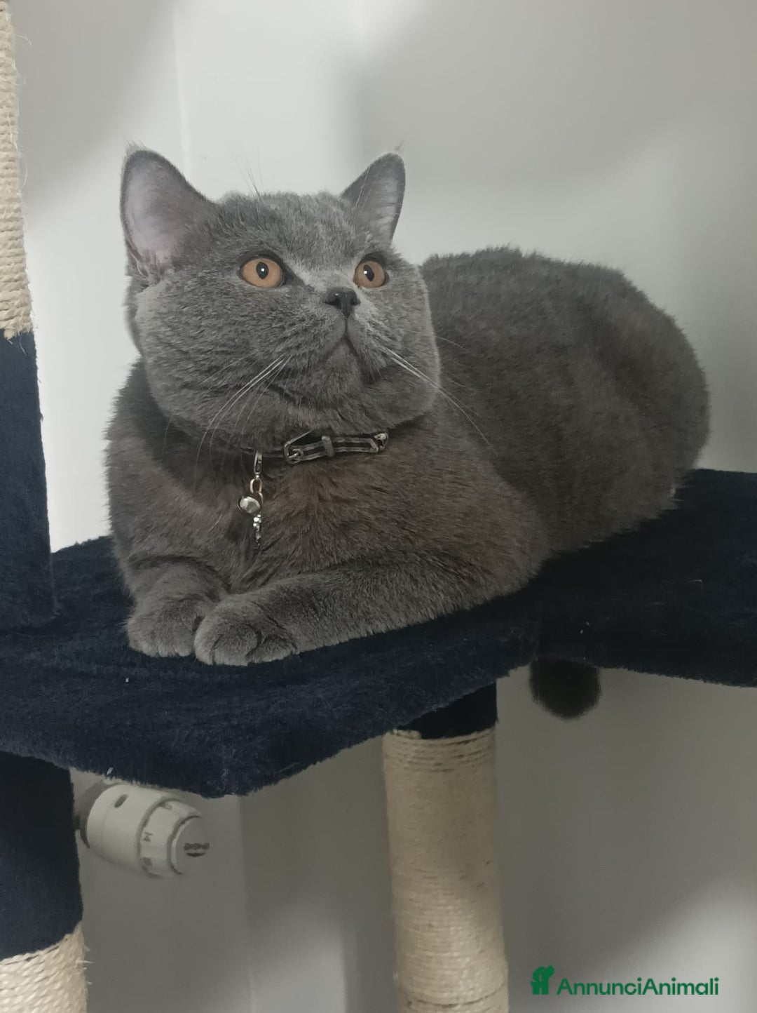 British gatti per accoppiamento: Yiko british shorthair cerca fidanzata  a Città Metropolitana di Milano - Immagine 7