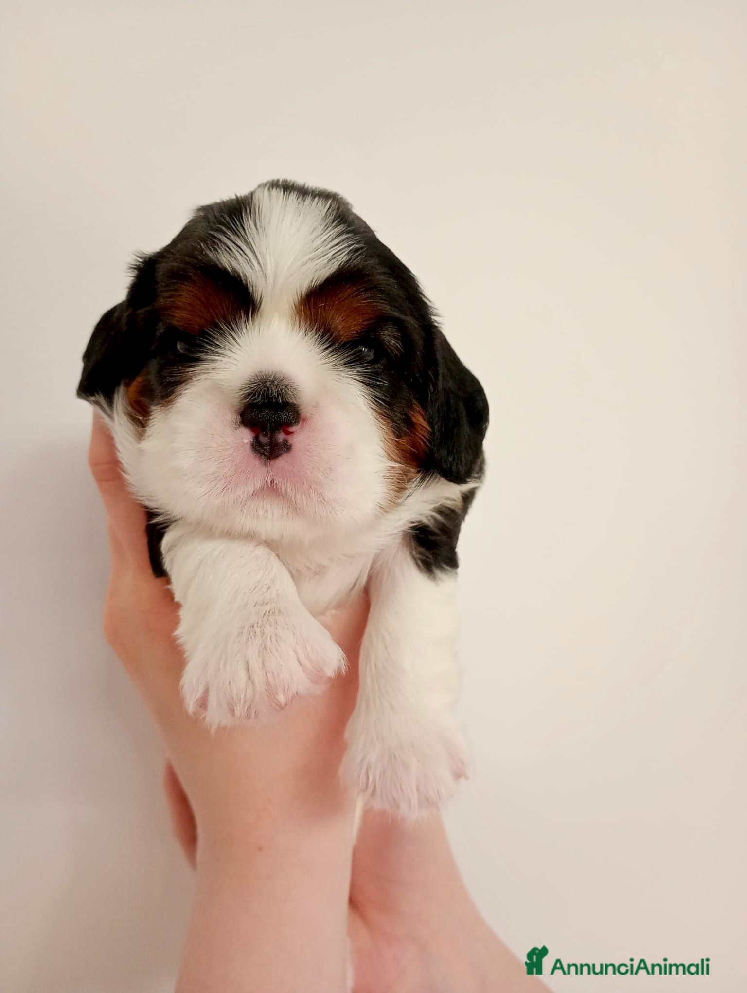 Cavalier King cani Cuccioli Cavalier king C.S pedigree ENCI  - Annuncio 3