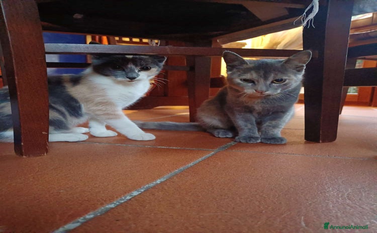 Europeo gatti - Annuncio 1