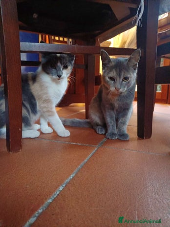 Europeo gatti - Annuncio 1