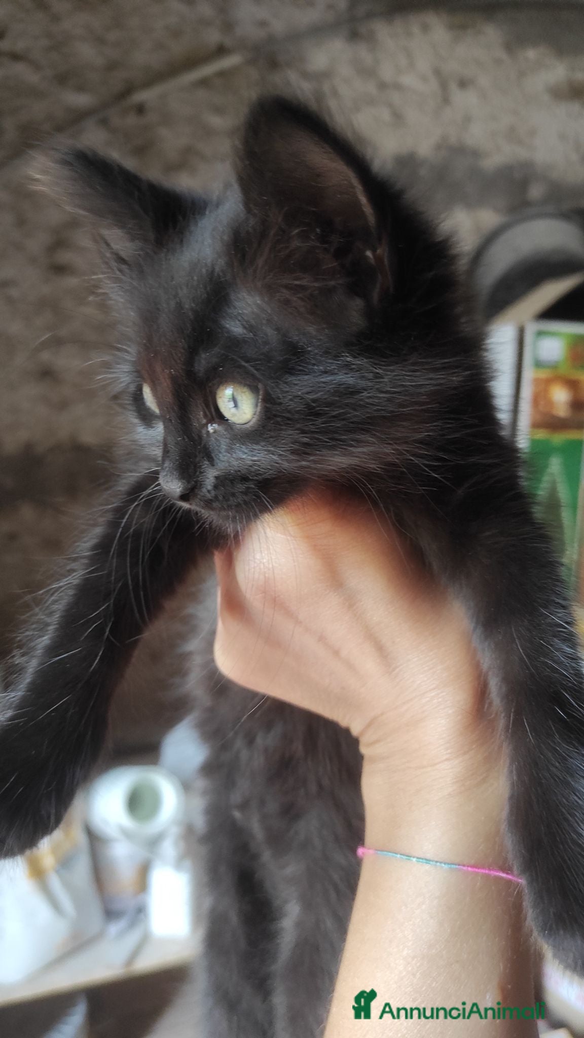 Meticcio gatti Gattina nera cerca casa - Annuncio 19
